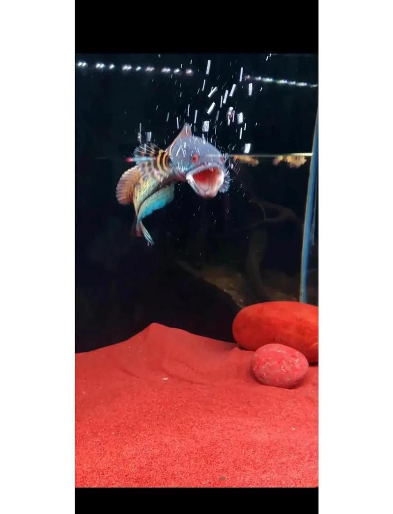 10厘米雷龍魚吃什么多少啊
