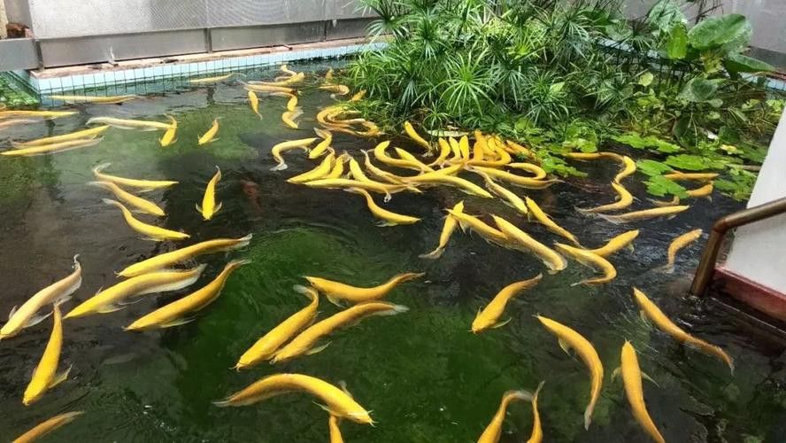 北京哪里有賣龍魚的地方