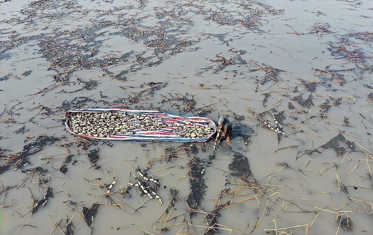 魚虱用什么藥最好 龍魚百科 第2張 魚虱用什么藥最好 魚虱用什么藥最好 龍魚百科 第2張