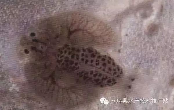 魚虱用什么藥最好 龍魚百科 第4張 魚虱用什么藥最好 魚虱用什么藥最好 龍魚百科 第4張