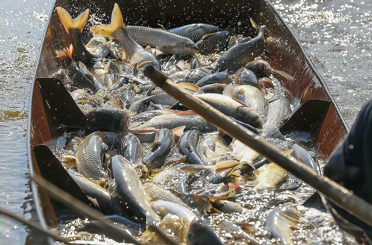 魚虱用什么藥最好 龍魚百科 第10張 魚虱用什么藥最好 魚虱用什么藥最好 龍魚百科 第10張