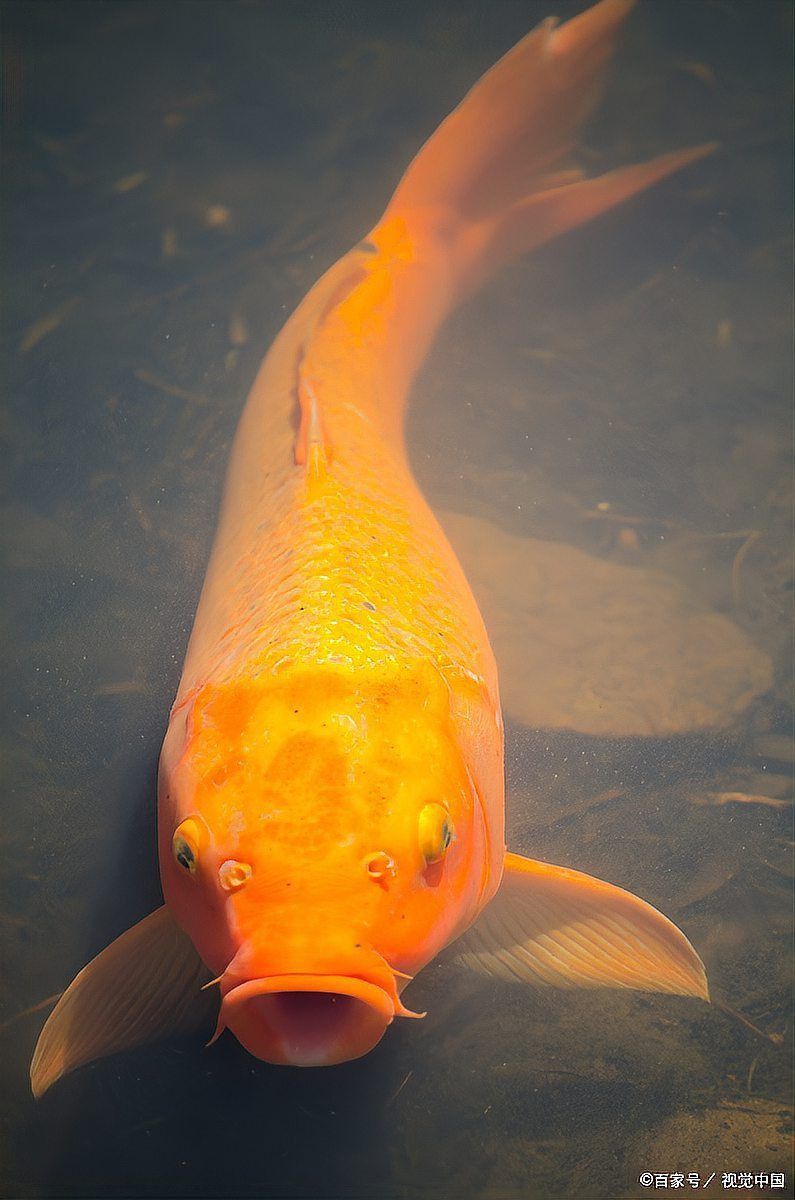 魚虱用什么藥最好 龍魚百科 第14張 魚虱用什么藥最好 魚虱用什么藥最好 龍魚百科 第14張