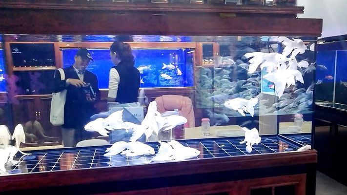 龍魚缸水泵流量：如何選擇適合龍魚缸大小的水泵流量