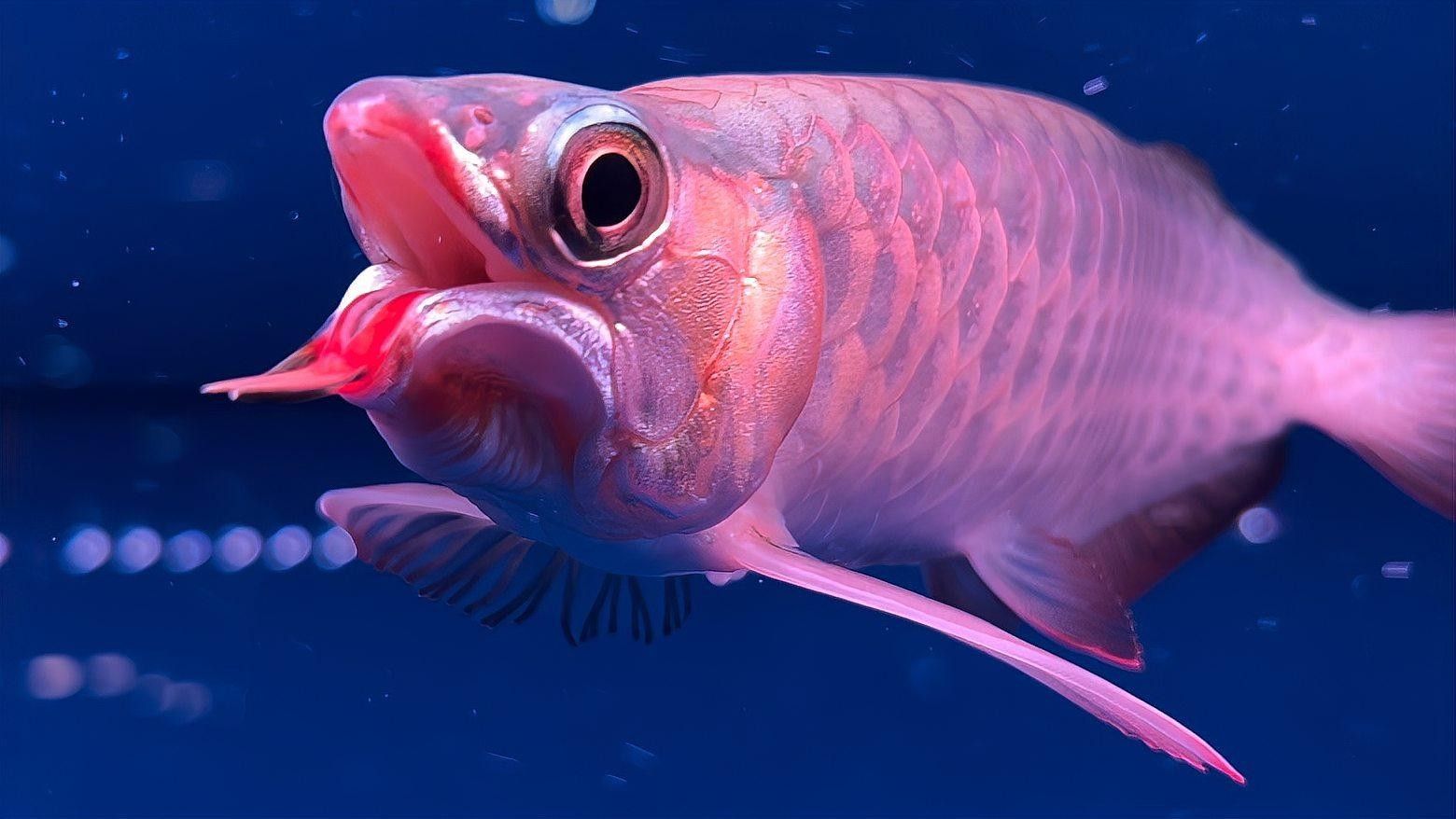 龍魚(yú) 海水