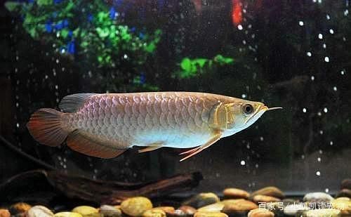 龍魚(yú)不開(kāi)燈自然養(yǎng)的好處有哪些呢：不開(kāi)燈養(yǎng)龍魚(yú)有什么好處？