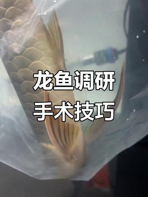 如何給龍魚做手術(shù)圖片