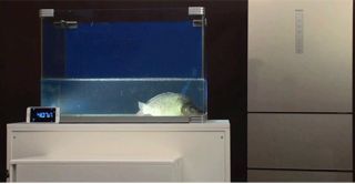 龍魚為什么死了放冰箱里還能活：龍魚死亡后放入冰箱冷凍室保存應(yīng)注意的是冷凍過程