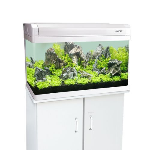 養龍魚用什么缸好看 養龍魚用什么缸好看 龍魚百科 第11張