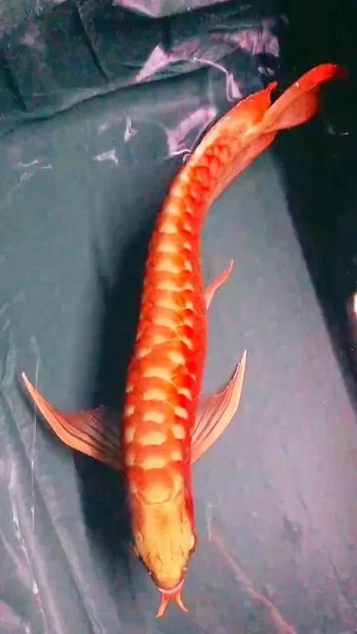 觀賞紅龍魚價格及圖片