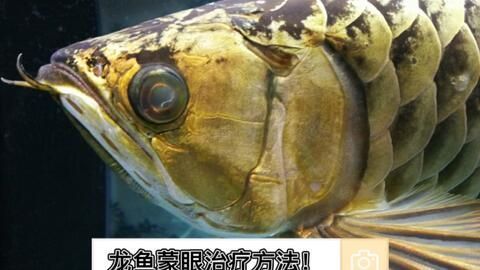 龍魚被打傷怎么治療？：龍魚被打傷怎么辦