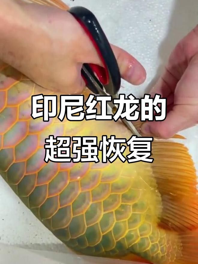 龍魚受傷后多久能恢復(fù)？ 龍魚受傷后多久能恢復(fù)？ 龍魚百科 第4張