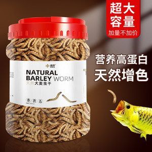 龍魚能吃面包蟲干嗎：龍魚可以吃面包蟲干嗎，龍魚能吃面包蟲干嗎，需要注意什么