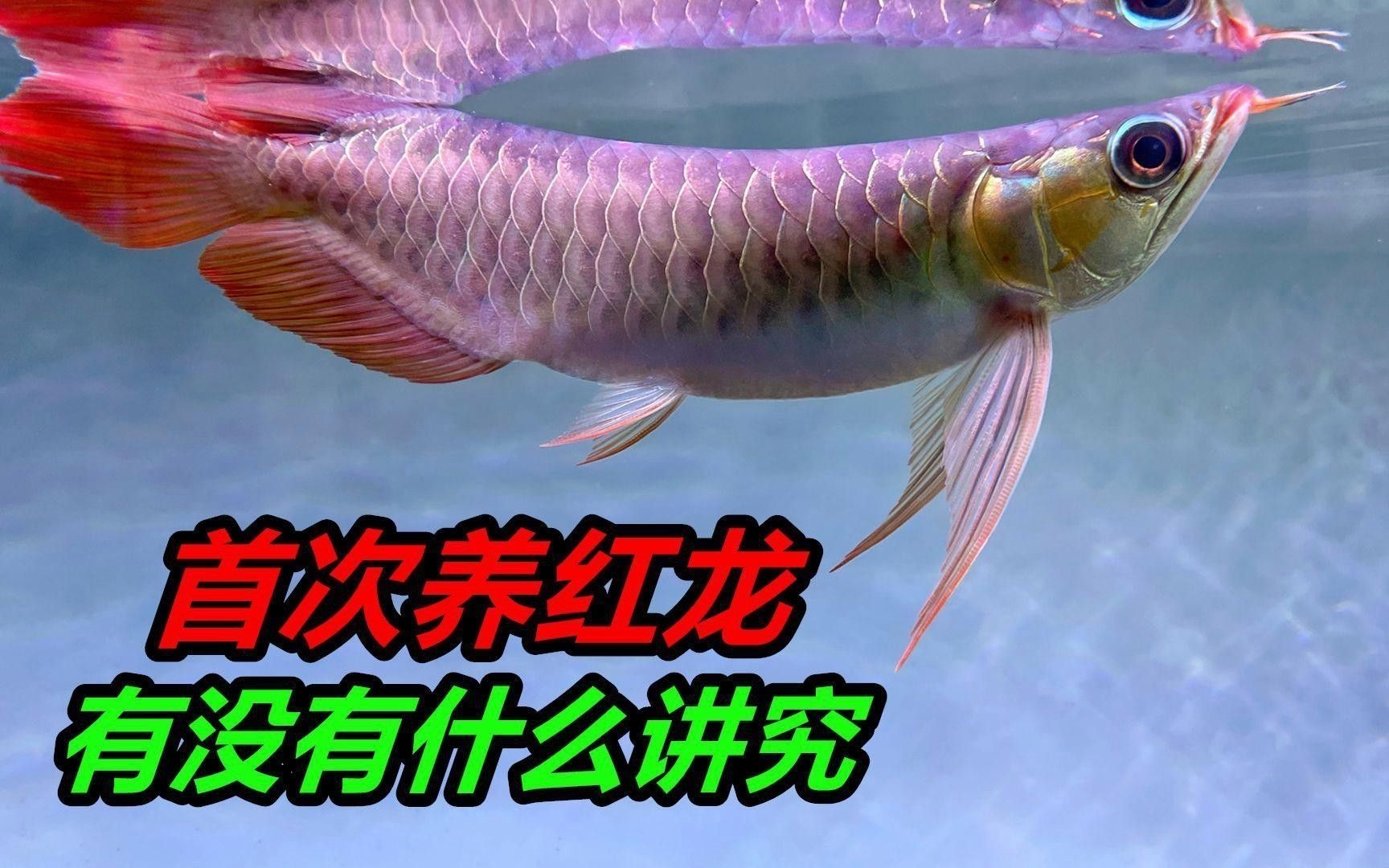 印尼紅龍魚苗的飼養難度大嗎？ 印尼紅龍魚苗的飼養難度大嗎？ 龍魚百科 第9張