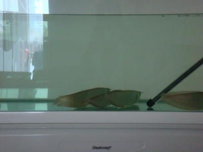 在金龍魚上班怎么樣：在金龍魚上班是一種怎樣的體驗(yàn)？ 在金龍魚上班怎么樣：在金龍魚上班是一種怎樣的體驗(yàn)？ 龍魚百科 第1張