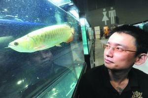 廣州龍魚比賽特殊組隊是什么：廣州龍魚比賽是一個專業且盛大的賽事