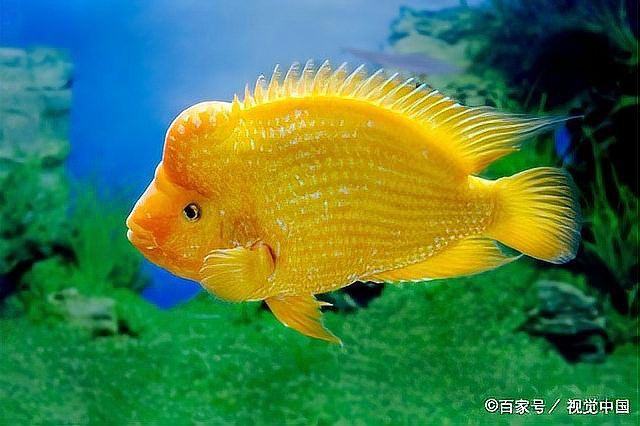 龍魚驅蟲的最佳時機
