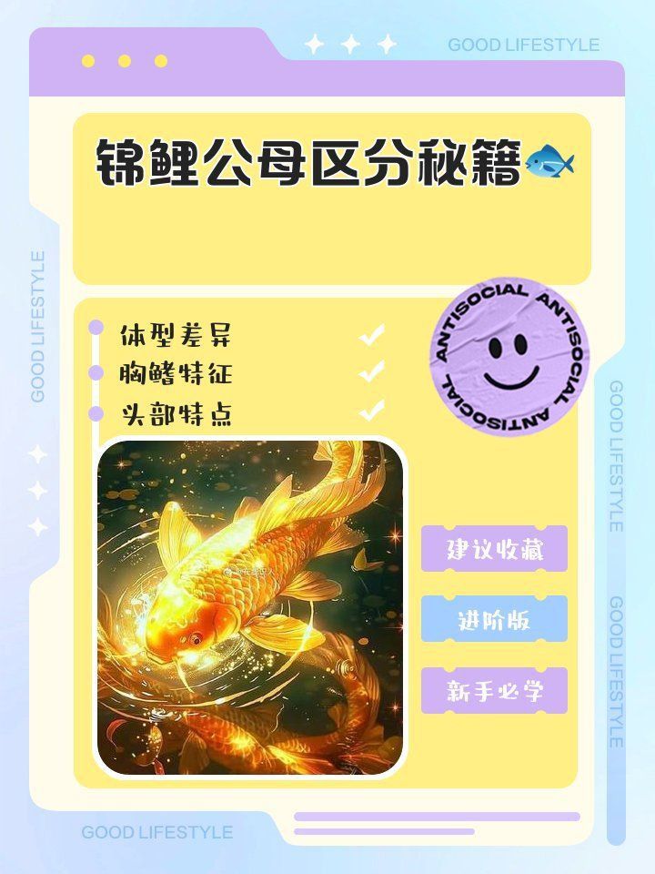 錦鯉公母魚哪個漂亮 錦鯉公母魚哪個漂亮 龍魚百科 第1張