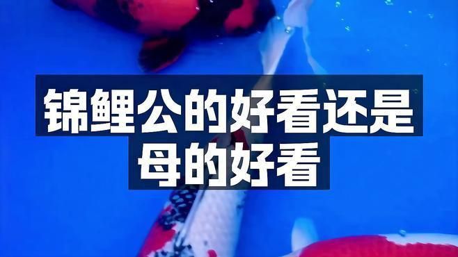 錦鯉公母魚哪個漂亮 錦鯉公母魚哪個漂亮 龍魚百科 第4張