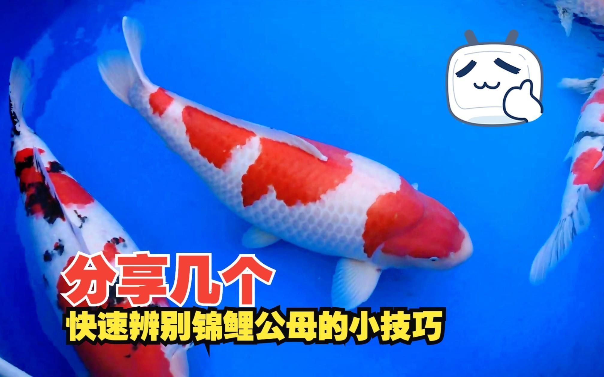 錦鯉公母魚哪個漂亮 錦鯉公母魚哪個漂亮 龍魚百科 第3張