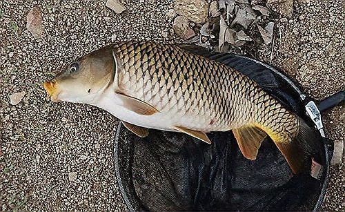 錦鯉公母魚哪個漂亮 錦鯉公母魚哪個漂亮 龍魚百科 第6張