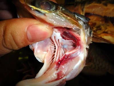龍魚解剖：關于龍魚解剖的一些問題