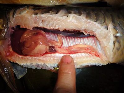 龍魚解剖：關于龍魚解剖的一些問題