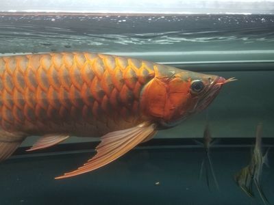 龍魚掉眼修復(fù)方法：龍魚掉眼修復(fù)方法詳細