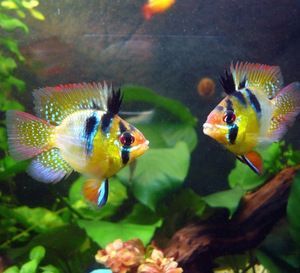 龍魚和鳳魚：關于龍魚和鳳魚的飼養知識