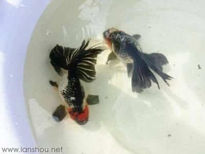 龍魚和鳳魚：關于龍魚和鳳魚的飼養知識