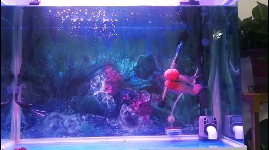 紅龍魚每周停食日安排:紅龍魚幼魚喂養技巧,紅龍魚停食日健康監測,紅龍魚水質管理方法 龍魚百科 第5張 紅龍魚每周停食日安排:紅龍魚幼魚喂養技巧,紅龍魚停食日健康監測,紅龍魚水質管理方法 紅龍魚每周停食日安排:紅龍魚幼魚喂養技巧,紅龍魚停食日健康監測,紅龍魚水質管理方法 龍魚百科 第5張
