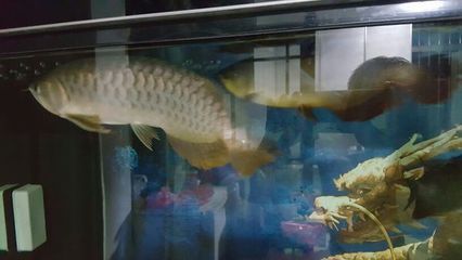 金龍魚(yú)尾巴下垂什么原因：金龍魚(yú)尾巴下垂可能由多種原因引起