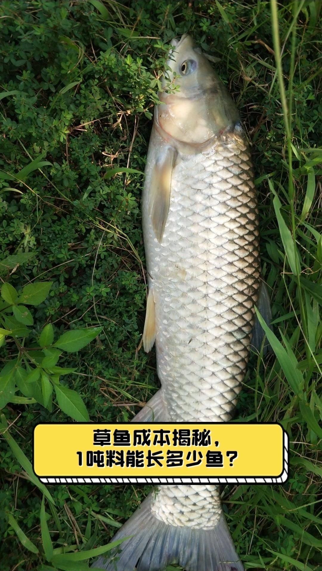 魚飼料價格與效果關系