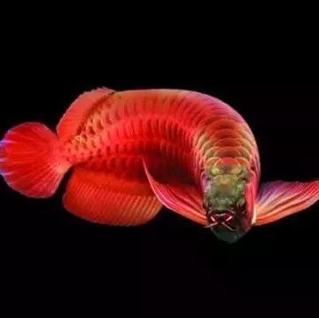 龍魚肛門紅腫：龍魚肛門紅腫可能是腸道疾病的主要病因包括水質問題