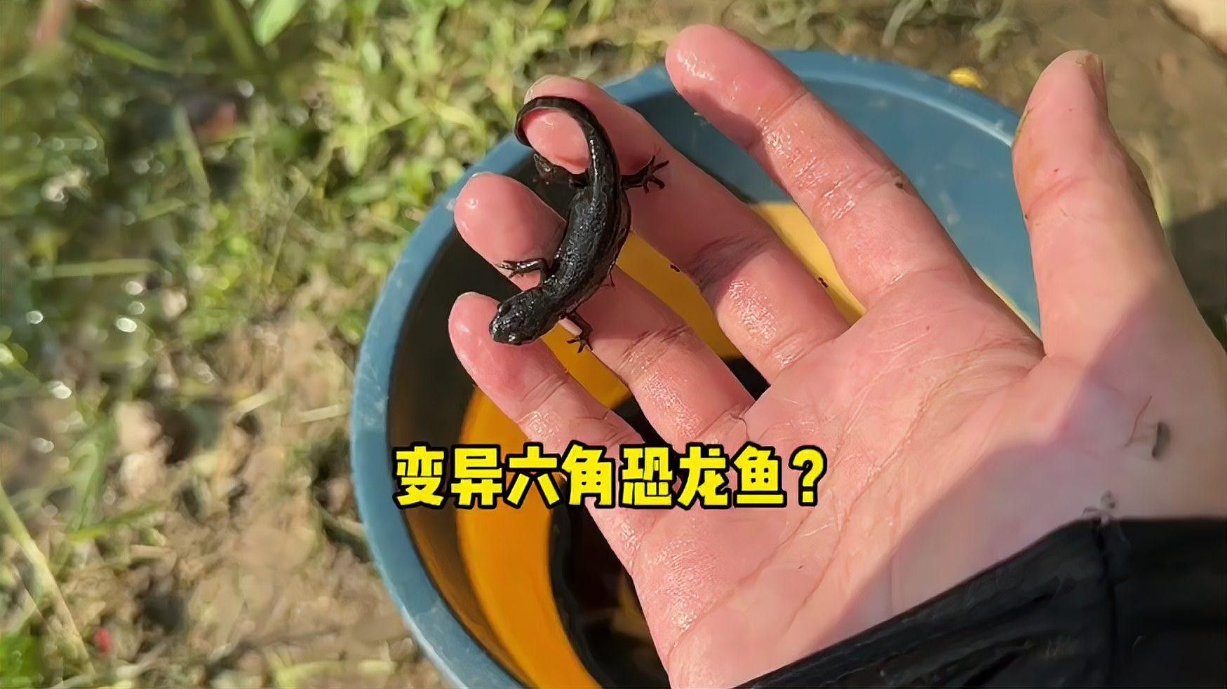 恐龍魚需要多大魚缸養殖