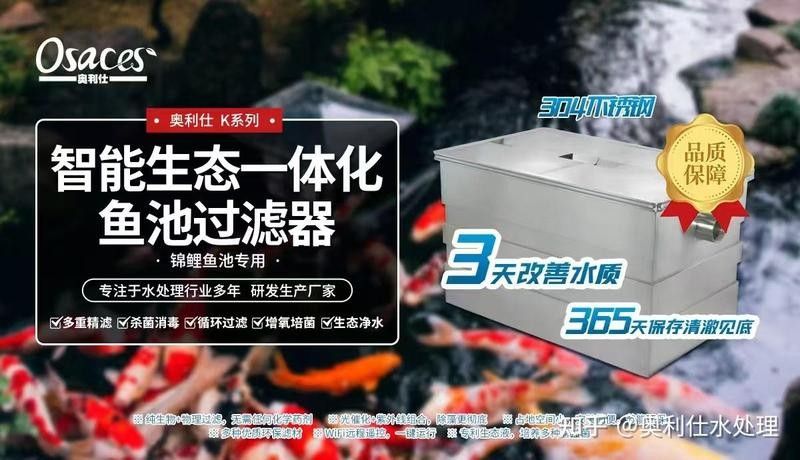 龍魚和錦鯉混養(yǎng)需要什么樣的過濾系統？ 龍魚和錦鯉混養(yǎng)需要什么樣的過濾系統？ 龍魚百科 第1張