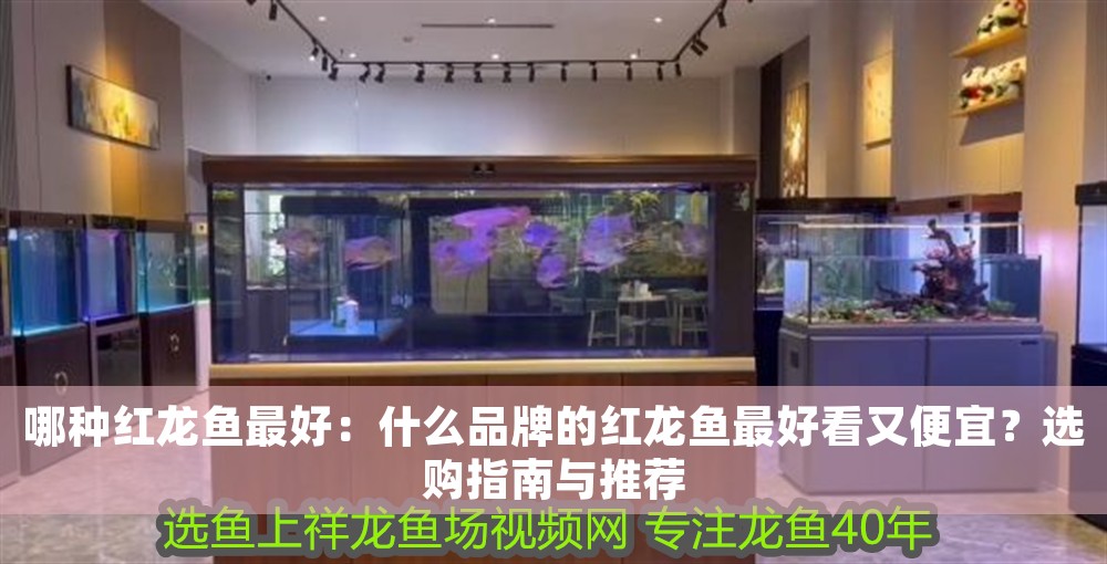 哪種紅龍魚最好：什么品牌的紅龍魚最好看又便宜？選購指南與推薦