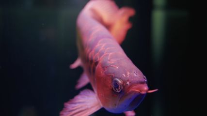 紅龍魚尾巴邊緣發(fā)白：紅龍魚尾巴邊緣發(fā)白可能是由于寄生蟲感染或細(xì)菌感染導(dǎo)致的
