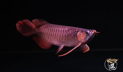 龍魚咬自己尾巴：龍魚為什么會咬自己的尾巴