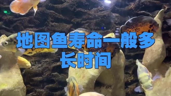 養(yǎng)了二十年的地圖魚 養(yǎng)了二十年的地圖魚 龍魚百科 第1張