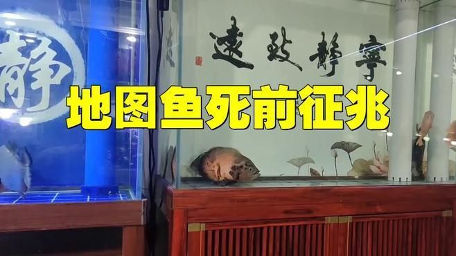 養(yǎng)了二十年的地圖魚 養(yǎng)了二十年的地圖魚 龍魚百科 第4張