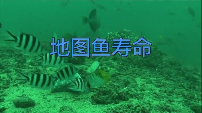 養(yǎng)了二十年的地圖魚 養(yǎng)了二十年的地圖魚 龍魚百科 第2張