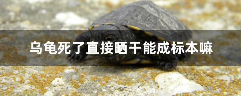 烏龜死了直接曬干能成標(biāo)本嘛