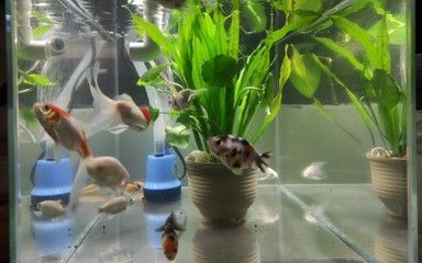 蝴蝶鯉和龍魚混養是可行的，但需要仔細選擇混養伴侶：蝴蝶鯉和龍魚可以混養嗎