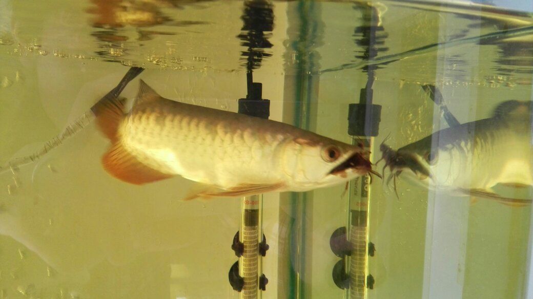 龍魚(yú)換水前需要禁食嗎（如何判斷龍魚(yú)是否健康,龍魚(yú)飼料選擇指南）
