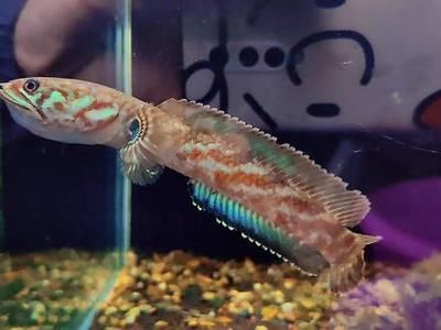 雷龍魚(yú)新品種排名（雷龍魚(yú)新品種排名：巴卡雷龍之王，巴卡雷龍之王）