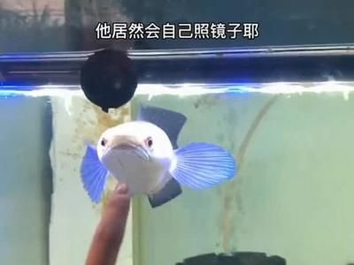 雷龍魚(yú)新品種排名（雷龍魚(yú)新品種排名：巴卡雷龍之王，巴卡雷龍之王）
