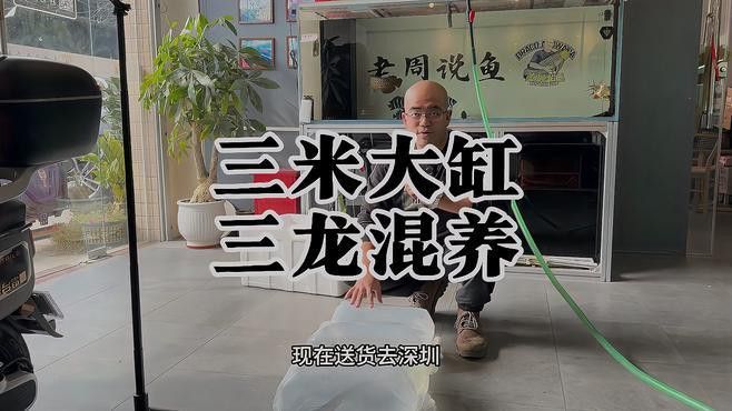 3條龍魚混養