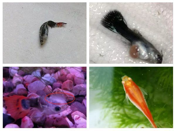 孔雀魚為啥生了寶寶就死了 龍魚百科 第5張 孔雀魚為啥生了寶寶就死了 孔雀魚為啥生了寶寶就死了 龍魚百科 第5張