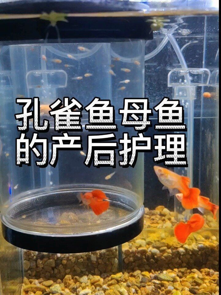 孔雀魚為啥生了寶寶就死了 龍魚百科 第4張 孔雀魚為啥生了寶寶就死了 孔雀魚為啥生了寶寶就死了 龍魚百科 第4張