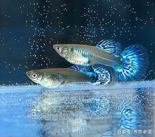 孔雀魚為啥生了寶寶就死了 龍魚百科 第2張 孔雀魚為啥生了寶寶就死了 孔雀魚為啥生了寶寶就死了 龍魚百科 第2張